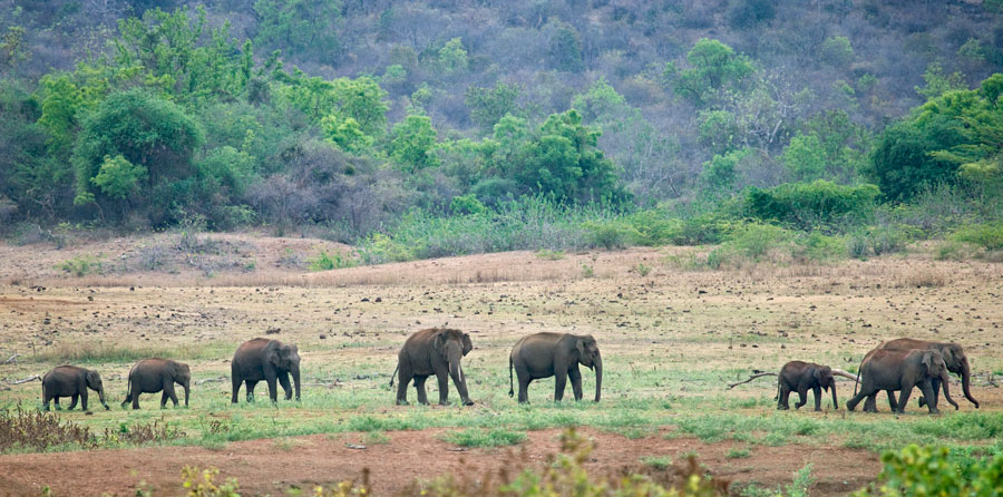Herd of Elephants, Kabini Backwaters